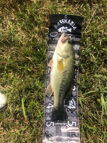 ラージマウスバスの釣果