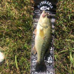 ラージマウスバス