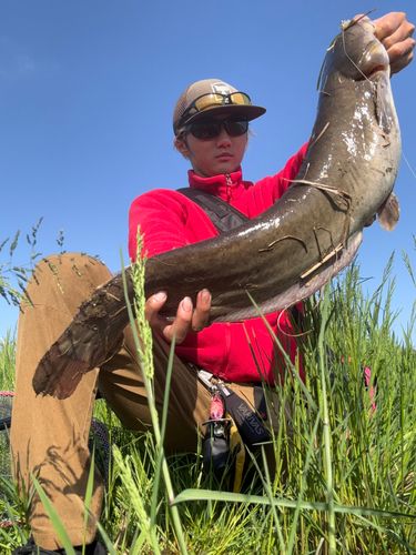 マナマズの釣果