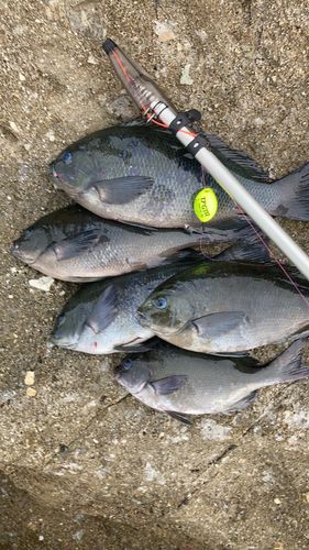 クロの釣果