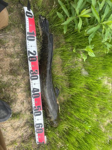 ライギョの釣果