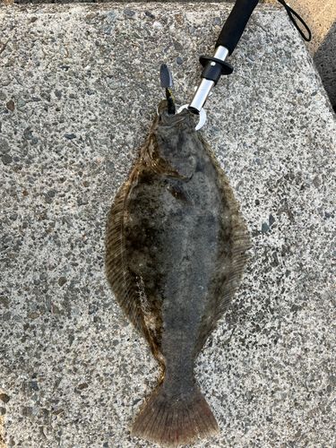 ヒラメの釣果