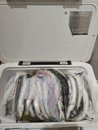 カマスの釣果
