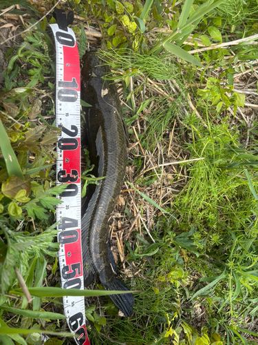 ライギョの釣果