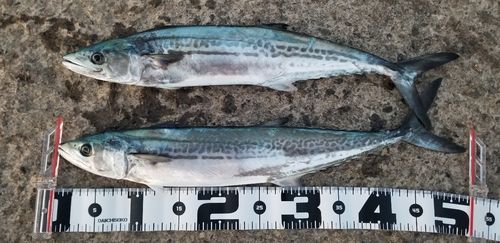 サゴシの釣果