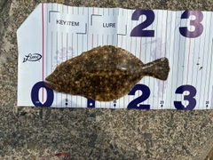 ソゲの釣果