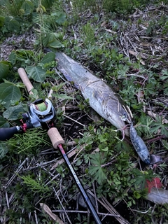 ナマズの釣果