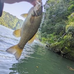 スモールマウスバス