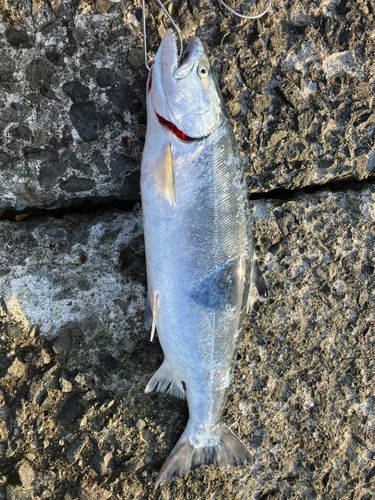 サクラマスの釣果