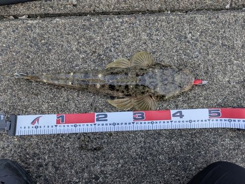 マゴチの釣果