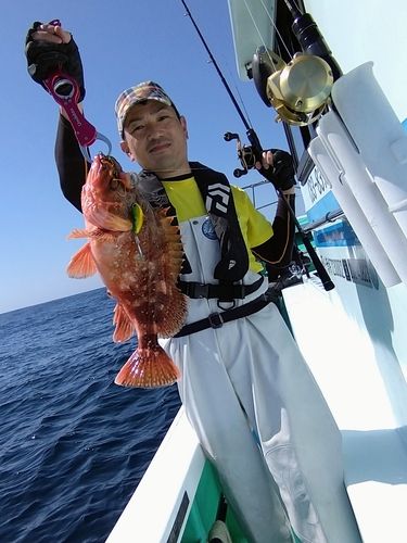 ウッカリカサゴの釣果