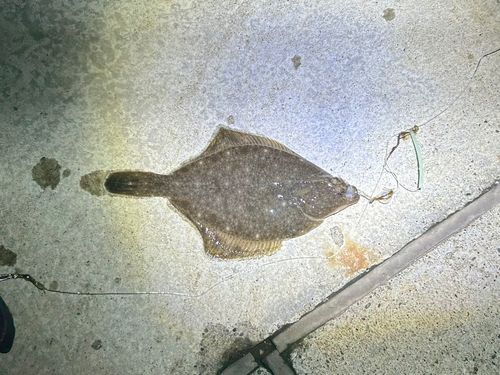 イシガレイの釣果