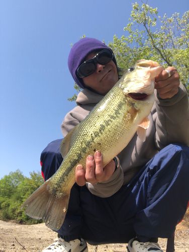 ラージマウスバスの釣果