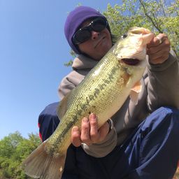 ラージマウスバス