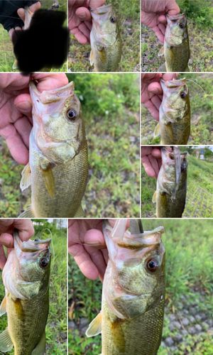 ブラックバスの釣果