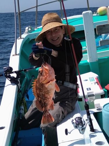 ウッカリカサゴの釣果