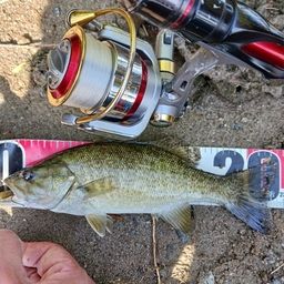 スモールマウスバス