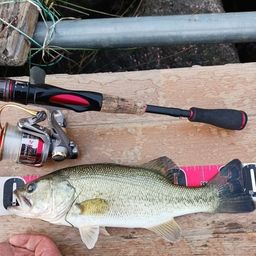 ラージマウスバス