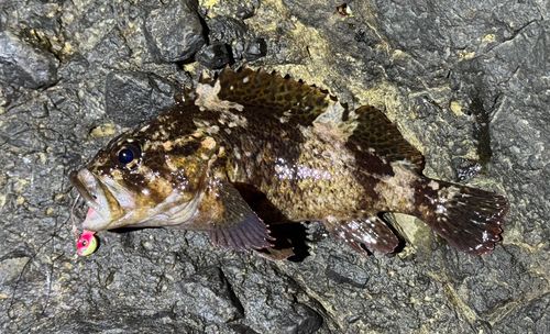 ムラソイの釣果