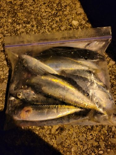 サバの釣果