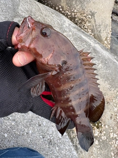 ヤミハタの釣果