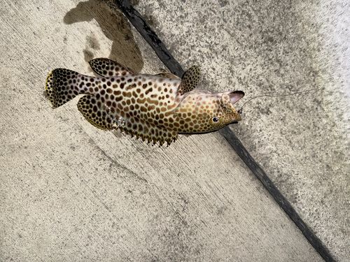 イシミーバイの釣果