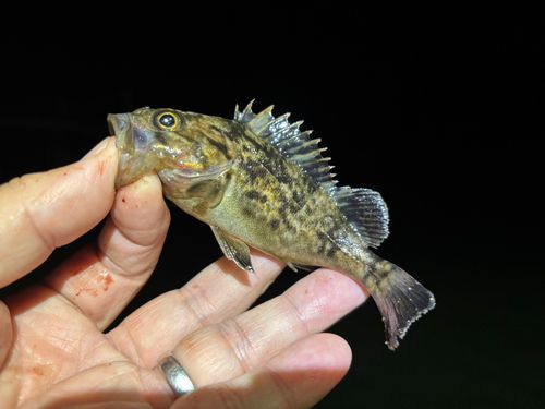 クロソイの釣果