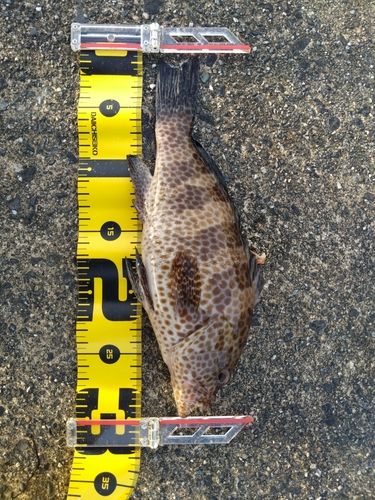 オオモンハタの釣果