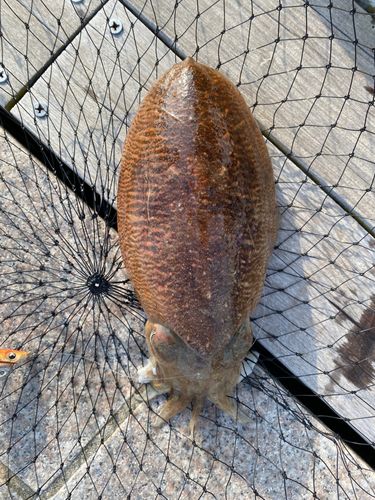 コウイカの釣果