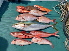 ブリの釣果