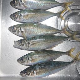 アジ