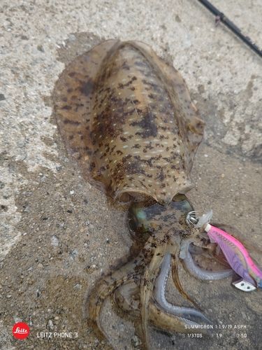 アオリイカの釣果