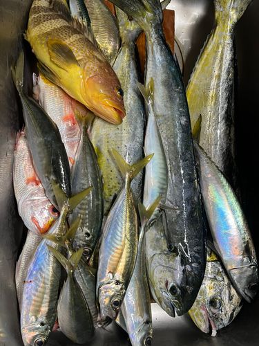 シイラの釣果