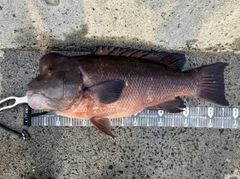 コブダイの釣果