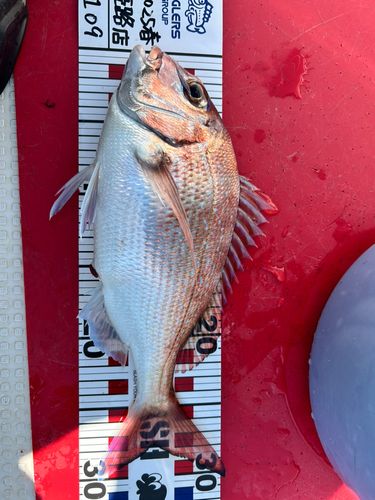 マダイの釣果