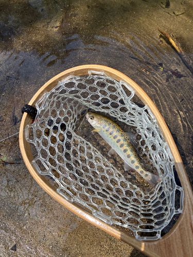 ヤマメの釣果