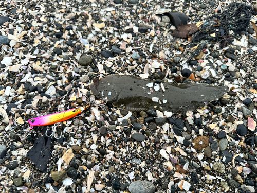 シタビラメの釣果