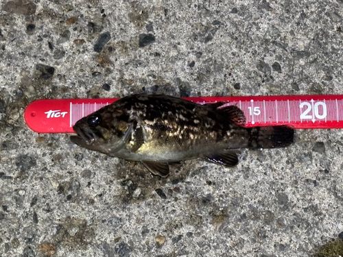 クロソイの釣果