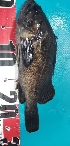 クロソイの釣果