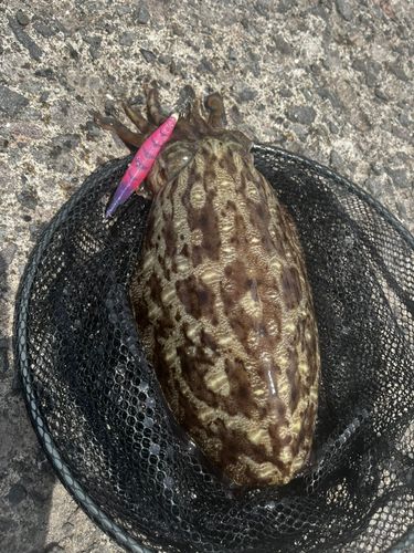 コウイカの釣果