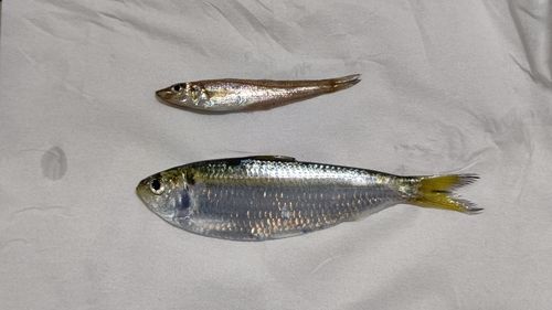 キスの釣果