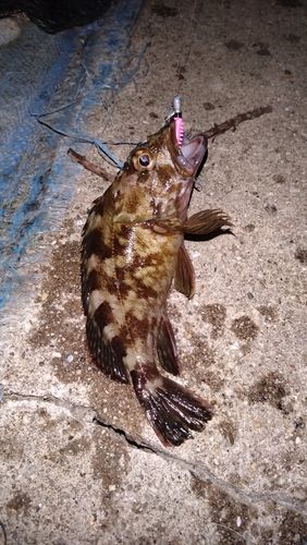 ガシラの釣果