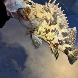 カサゴ