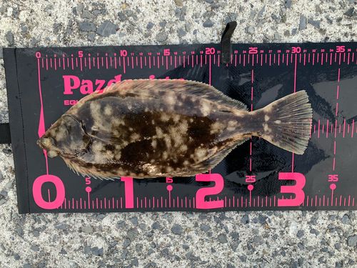 マコガレイの釣果