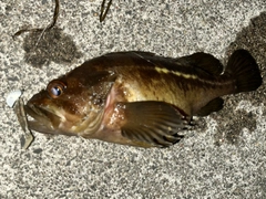 シマゾイの釣果