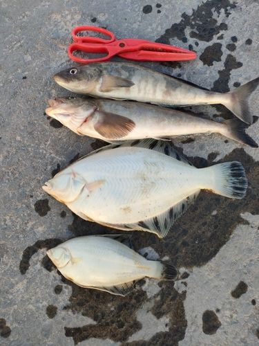 クロガシラガレイの釣果