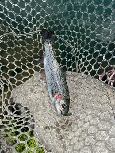 レインボートラウトの釣果