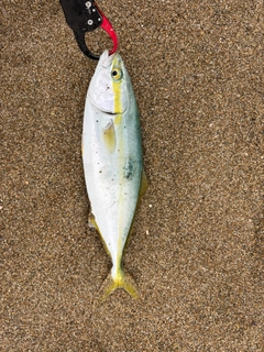 ツバスの釣果