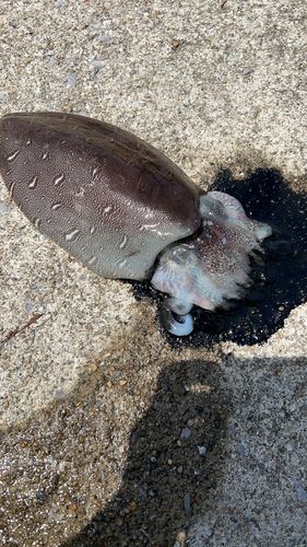 モンゴウイカの釣果