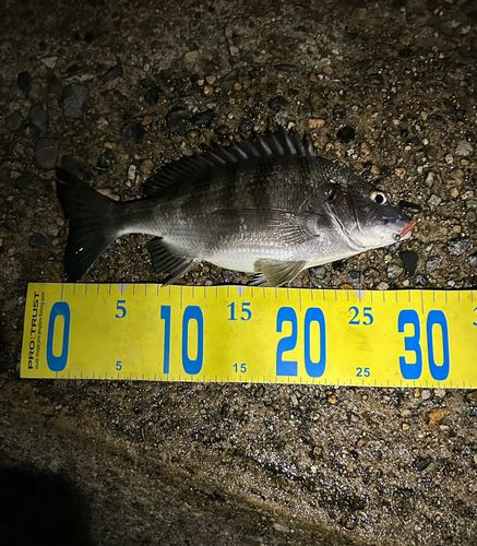 クロダイの釣果